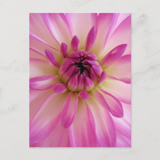 Dahlia Postcard Postkarte (Vorderseite)