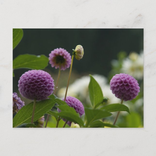 Dahlia Postcard Postkarte (Vorderseite)