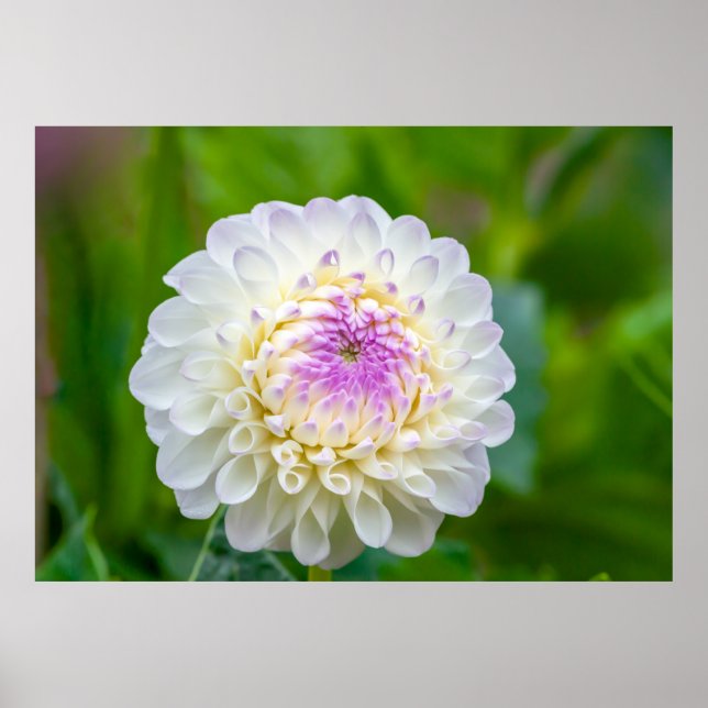 Dahlia Poster (Vorne)