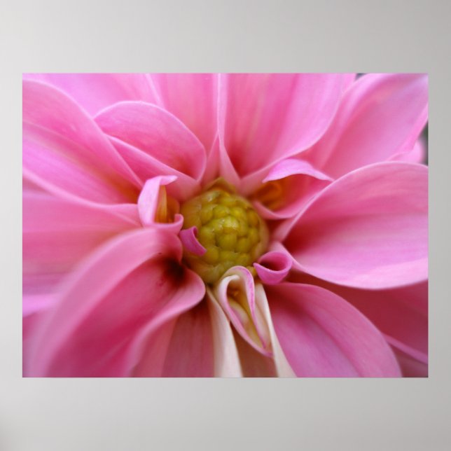Dahlia Poster (Vorne)