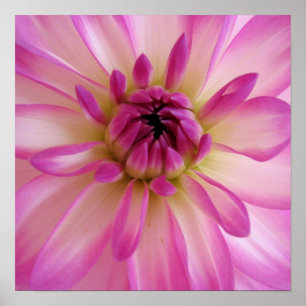 Dahlia Poster