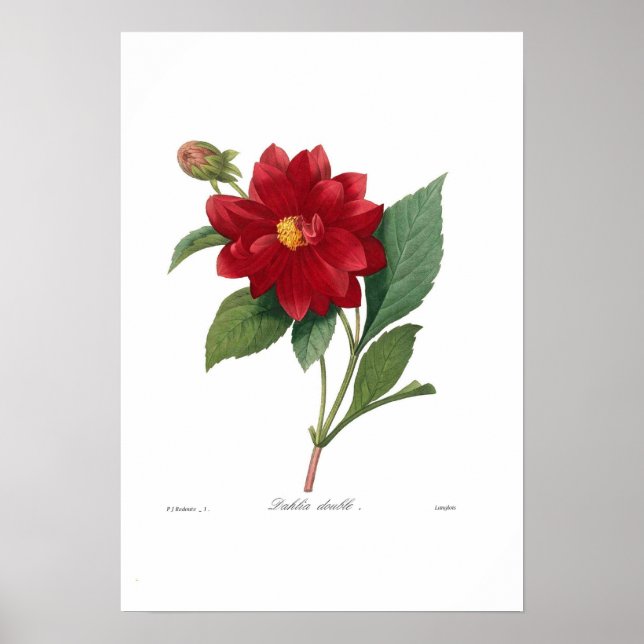 Dahlia Poster (Vorne)