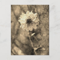 Dahlia