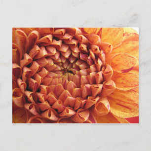 Dahlia - Postkarte