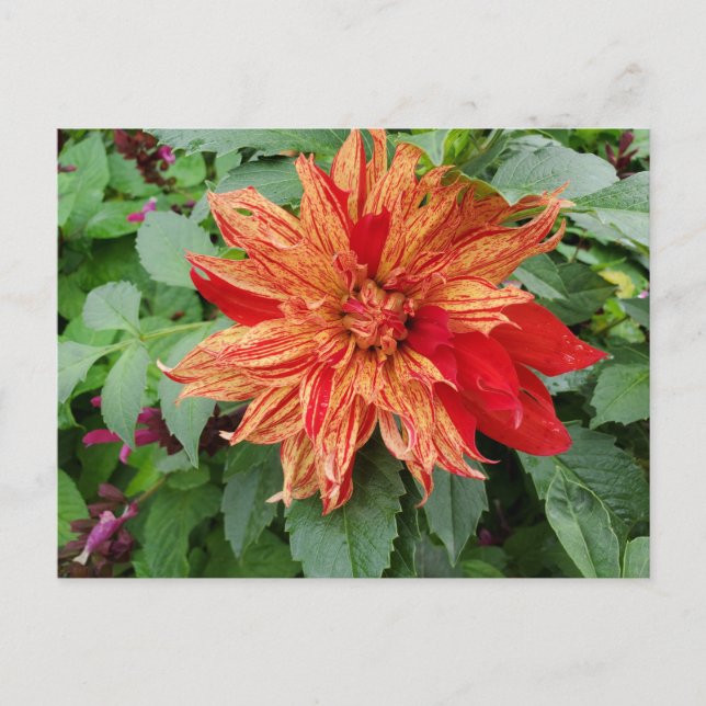 Dahlia Postkarte (Vorderseite)