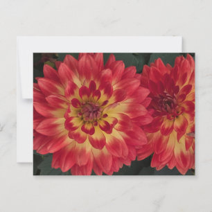 Dahlia Postkarte