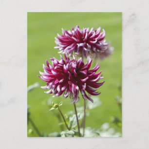 Dahlia-Postkarte Postkarte