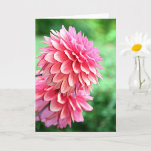 Dahlia-Profil Karte