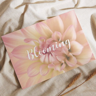 Dahlia rosa gepudert Pfirsich Creme blühend Postkarte