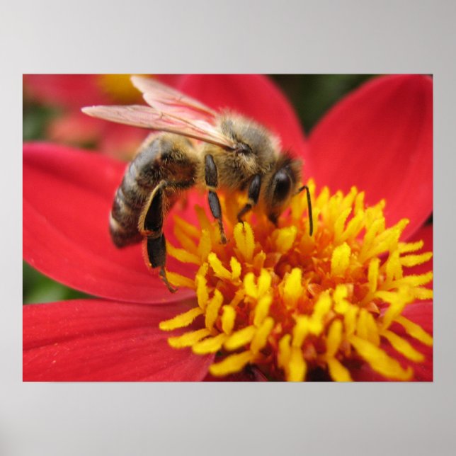 Dahlia (rot) poster (Vorne)