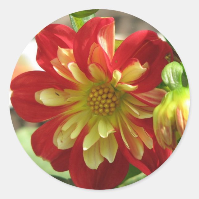 Dahlia Scarlet Runder Aufkleber (Vorderseite)