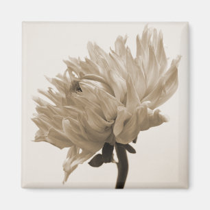 Dahlia sepia print magnet