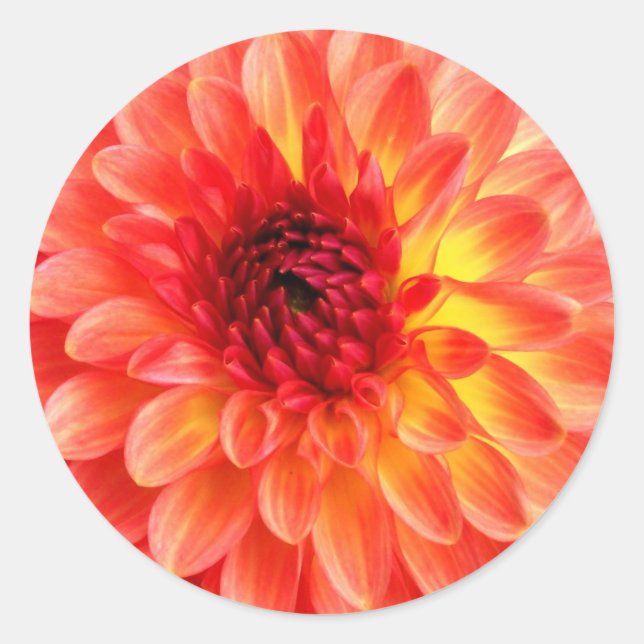 Dahlia-Siegel Runder Aufkleber (Vorderseite)