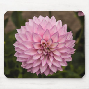 Dahlia Sommerblume Mousepad
