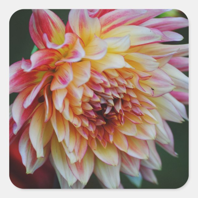 Dahlia Sticker (Vorderseite)