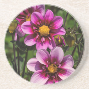 Dahlia Trio Untersetzer