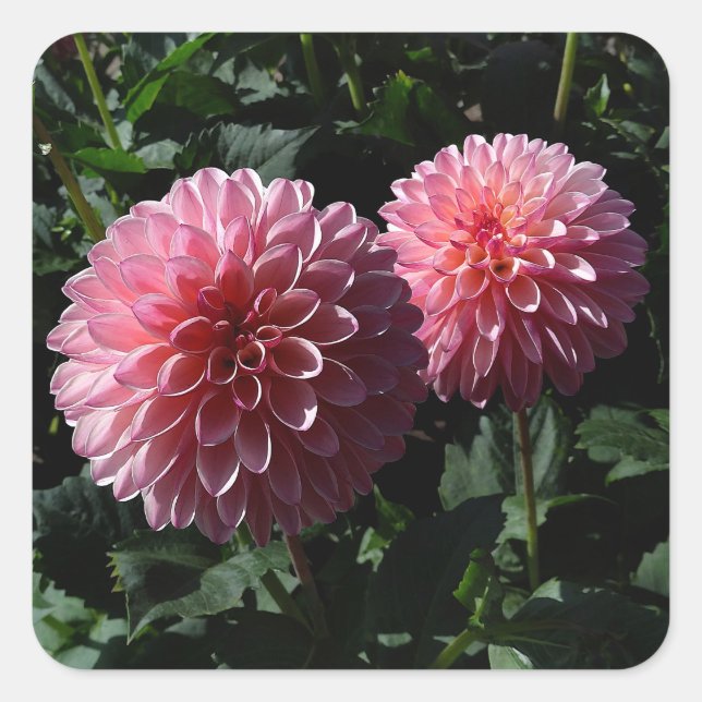 Dahlia Valley Porcupine #1 Stickers (Vorderseite)