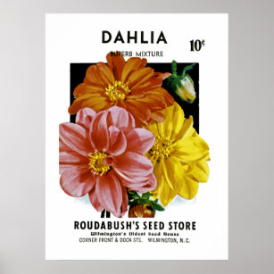 Dahlia Vintag Seed Packet Poster