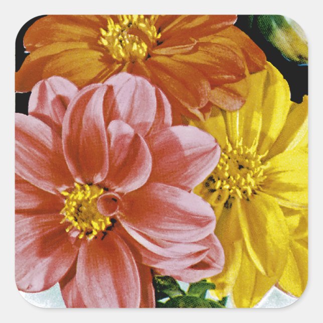 Dahlia Vintag Seed Packet Quadratischer Aufkleber (Vorderseite)