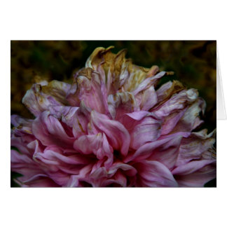 Dahliapast