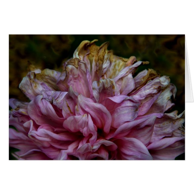 Dahliapast (Vorderseite (Horizontal))