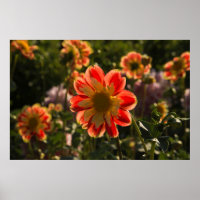 Dahlias, Dahlia Farm, Canby, Oregon, USA 2
