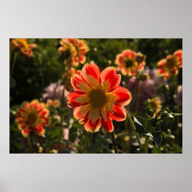 Dahlias, Dahlia Farm, Canby, Oregon, USA 2 Poster (Vorne)