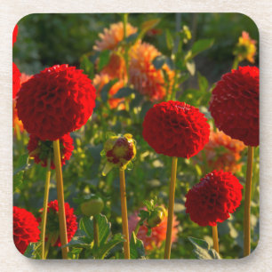 Dahlias, Dahlia farm, Canby, Oregon, USA 3 Getränkeuntersetzer
