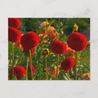 Dahlias, dahlia farm, Canby, Oregon, USA 3