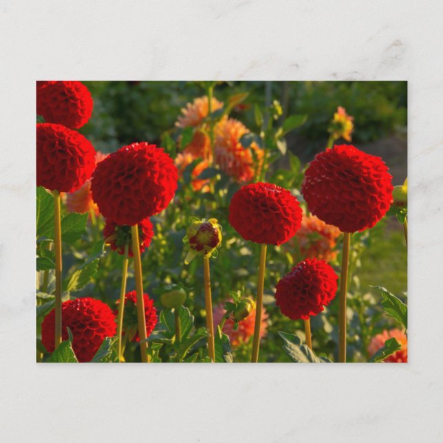 Dahlias, dahlia farm, Canby, Oregon, USA 3 Postkarte (Vorderseite)