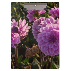 Dahlias, Dahlia farm, Canby, Oregon, USA 5 Klemmbrett