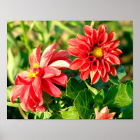 Dahlias Foto Poster / Print