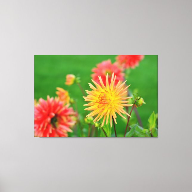 Dahlias Leinwanddruck (Vorderseite)