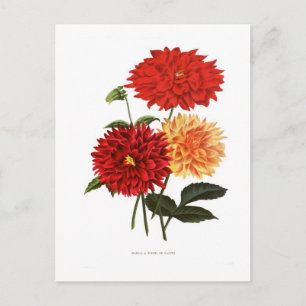 Dahlias Postkarte