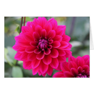 Dahlie