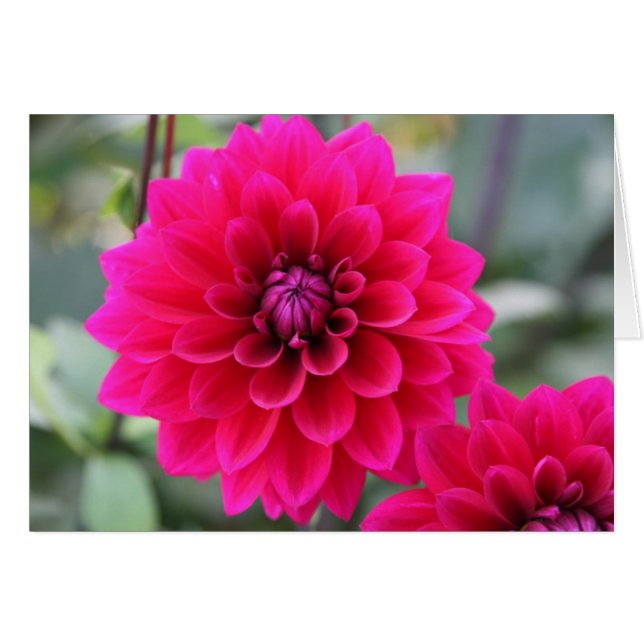 Dahlie (Vorderseite (Horizontal))