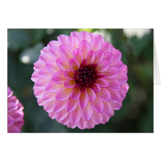 Dahlie (Vorderseite (Horizontal))