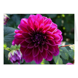 Dahlie