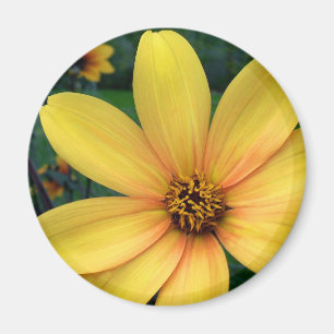 Dahlie-Bischof von York Magnet