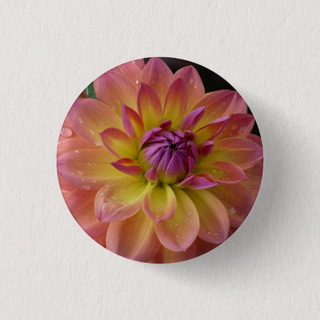 Dahlie-Blumen-Blüte Button (Vorderseite)