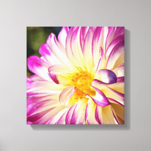 Dahlie-Blumen-Leinwand druckt weiße lila Dahlien Leinwanddruck