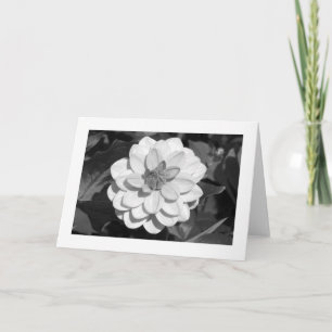 Dahlie 'David Howard' (gerandet) S/W Karte