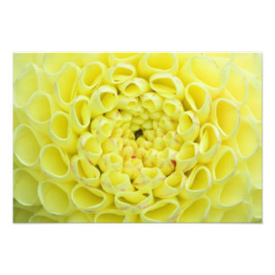 Dahlie Fotodruck