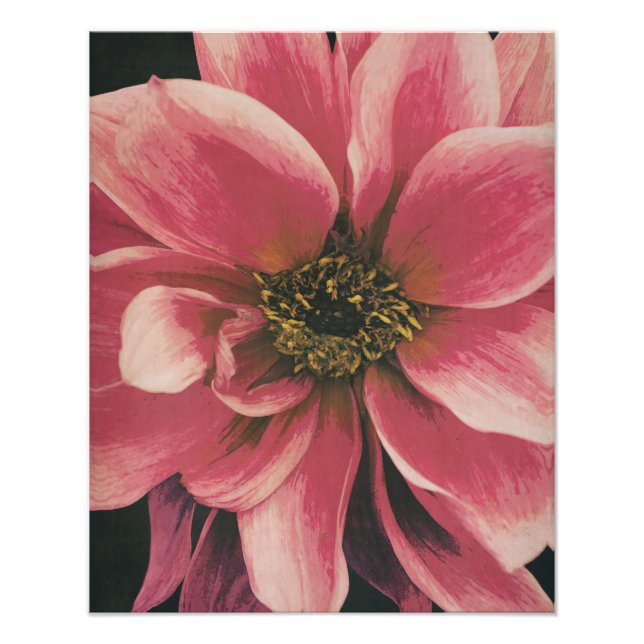 Dahlie Fotodruck (Vorne)