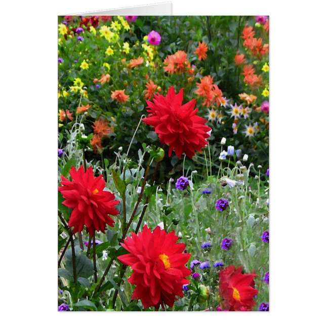 Dahlie-Garten-Blumen-Blumengruß-Karte (Vorne)