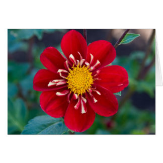 Dahlie, Herzklopfen