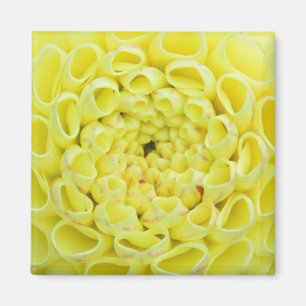 Dahlie Magnet