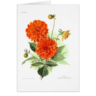 Dahlie-'orange Feuer King