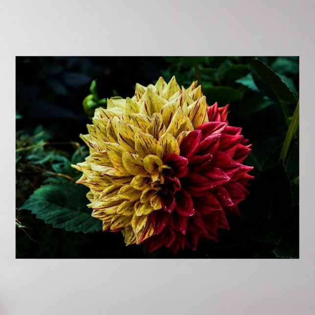 Dahlie Poster (Vorne)