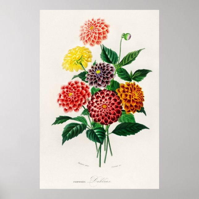 Dahlie Poster (Vorne)
